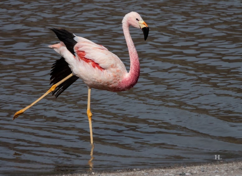 Picture 1 for Activity San Pedro de Atacama: Wildlife Safari and Photography Tour