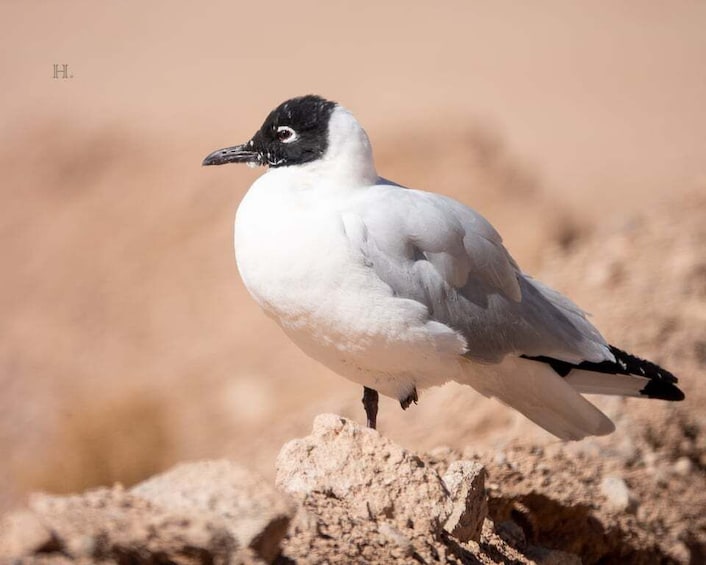 Picture 6 for Activity San Pedro de Atacama: Wildlife Safari and Photography Tour