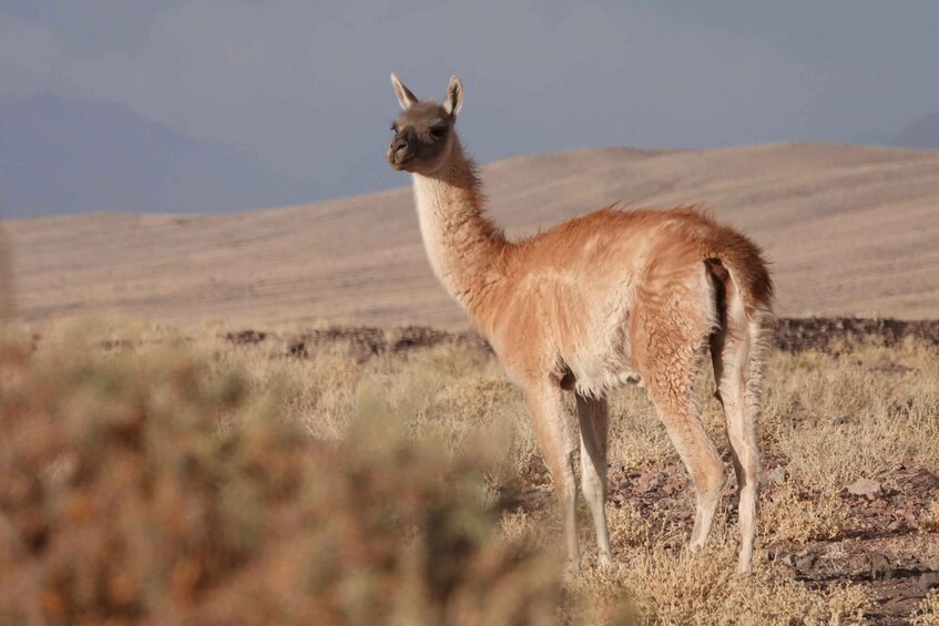 Picture 2 for Activity San Pedro de Atacama: Wildlife Safari and Photography Tour