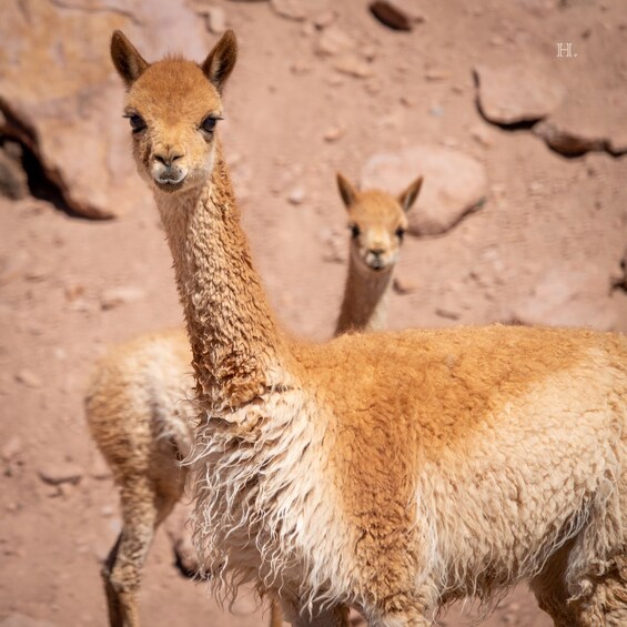 Picture 4 for Activity San Pedro de Atacama: Wildlife Safari and Photography Tour