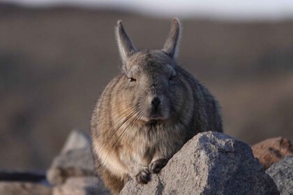 San Pedro de Atacama: Wildlife Safari and Photography Tour