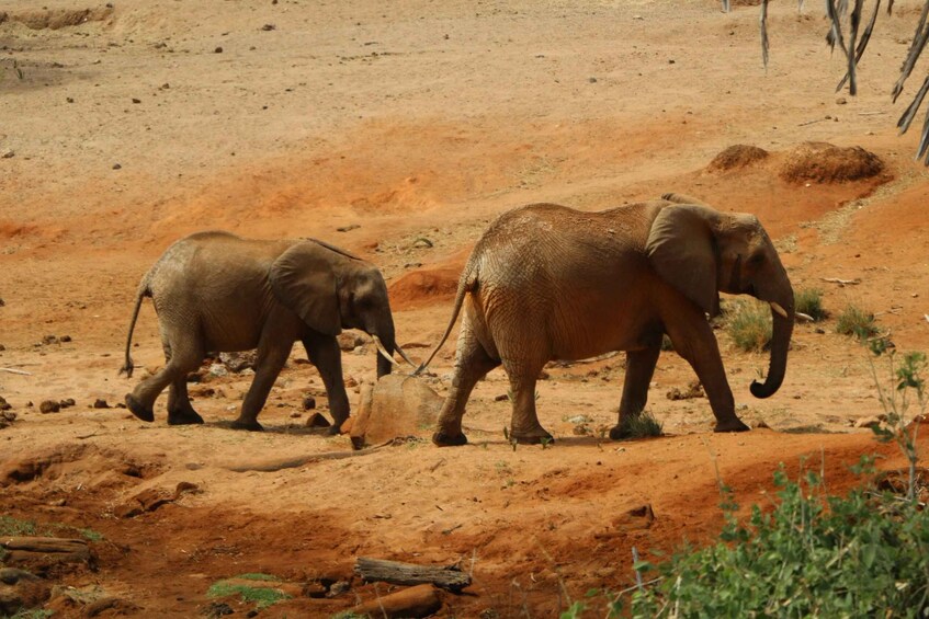 Picture 5 for Activity 2 Days to Tsavo East from Mombasa