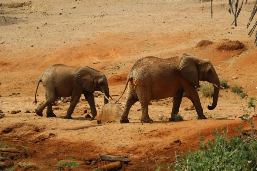 Picture 5 for Activity 2 Days to Tsavo East from Mombasa