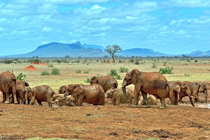 Picture 4 for Activity 2 Days to Tsavo East from Mombasa
