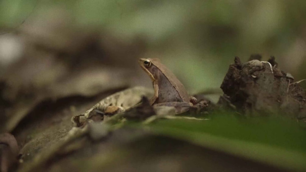 Picture 2 for Activity From Guanacaste: Rio Celeste, Sloth Sanctuary & Waterfall