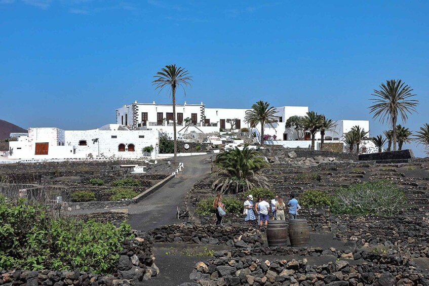 Picture 1 for Activity Lanzarote: Vineyard Tour with Wine and Chocolate Tasting