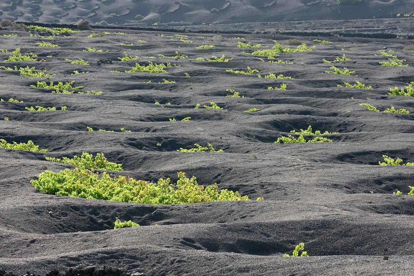 Picture 7 for Activity Lanzarote: Vineyard Tour with Wine and Chocolate Tasting