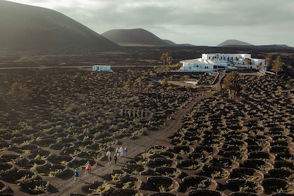 Lanzarote: Lanzarote: Viinitarhakierros viinin ja suklaan maistelun kera