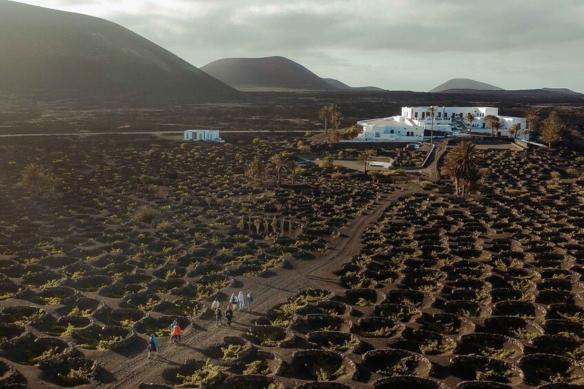 Lanzarote: Vineyard Tour with Wine and Chocolate Tasting