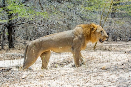 From Zanzibar: 3D2N: 2 Full Selous Gamedrives & Hot Springs