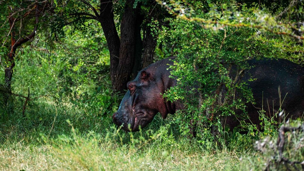 Picture 25 for Activity From Zanzibar: 3D2N: 2 Full Selous Gamedrives & Hot Springs