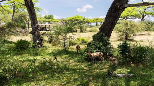 Desde Zanzíbar: Selous 3 días 2 noches de juegos y aguas termales