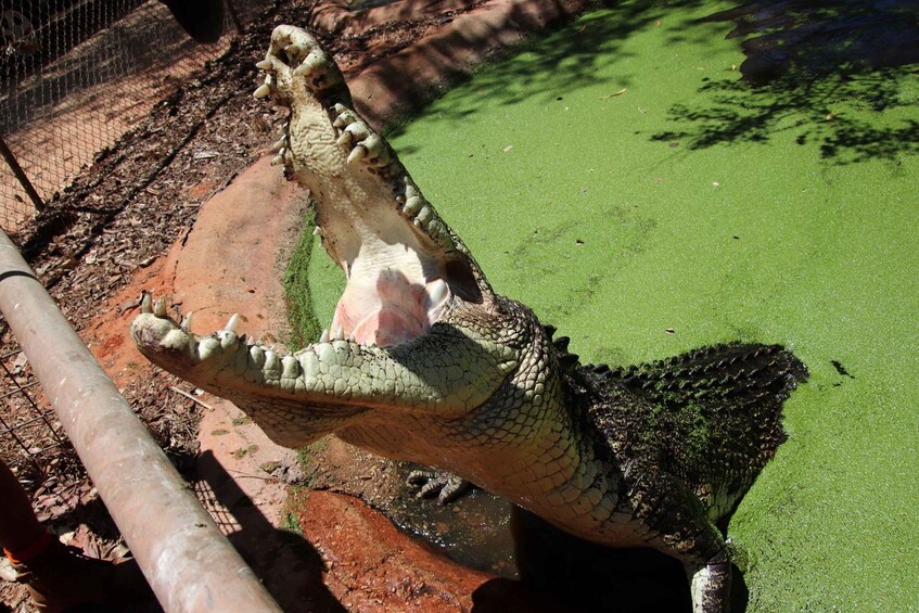 Picture 5 for Activity Broome: Matso's Brewery, Museum & Crocodile Park Combo Tour