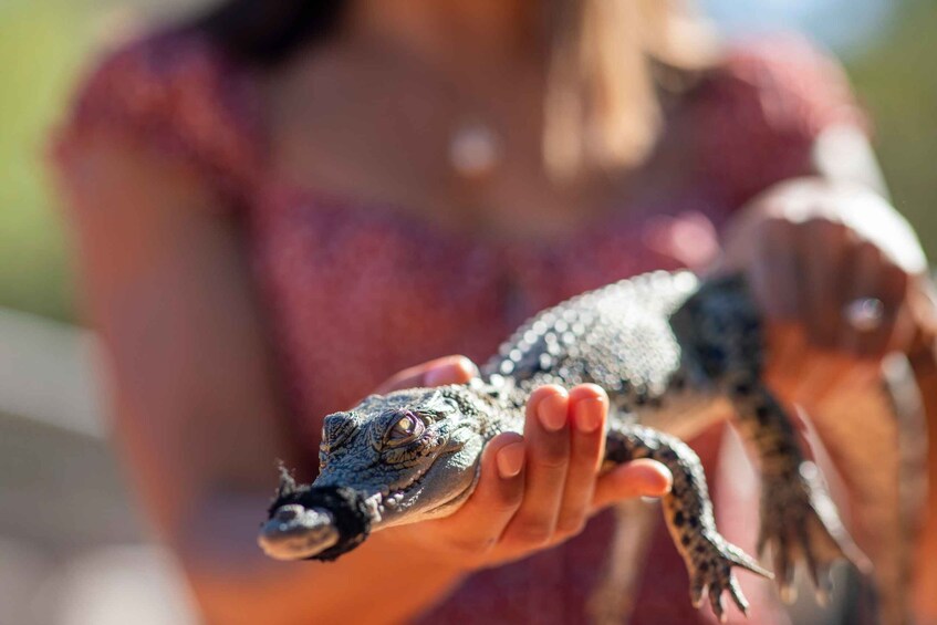 Picture 3 for Activity Broome: Matso's Brewery, Museum & Crocodile Park Combo Tour