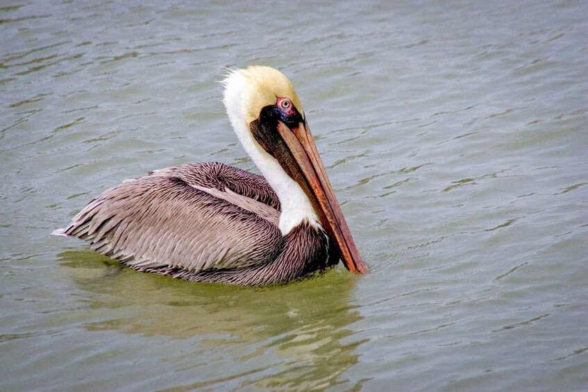 Picture 5 for Activity Everglades National Park: Pontoon Boat Tour & Boardwalk