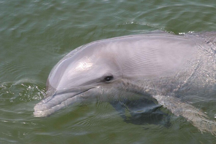 Picture 1 for Activity Everglades National Park: Pontoon Boat Tour & Boardwalk