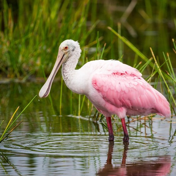 Picture 10 for Activity Everglades National Park: Pontoon Boat Tour & Boardwalk