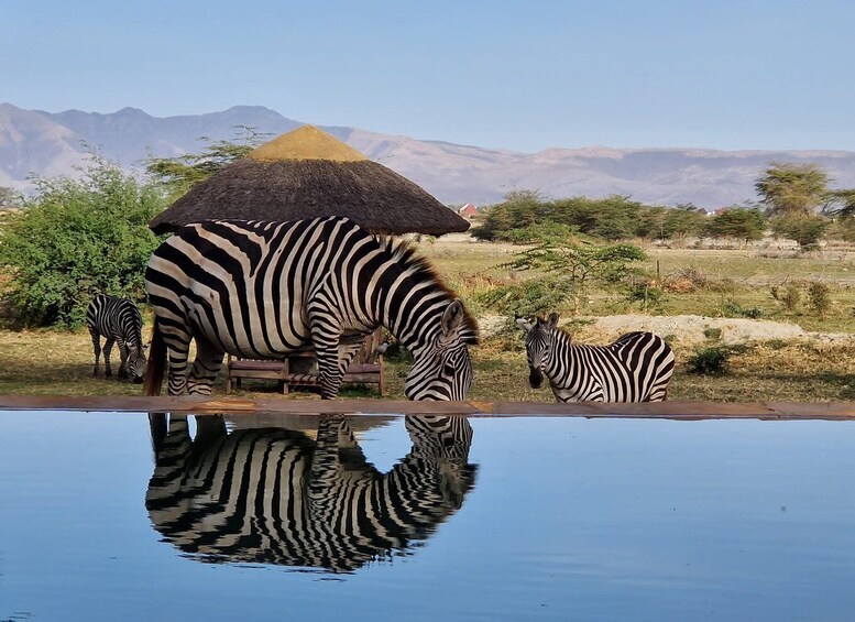 Picture 3 for Activity From Zanzibar: 2-Day Private Safari Ngorongoro with Flights