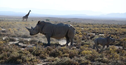 De Zanzibar : Safari privé de 2 jours Ngorongoro avec vols