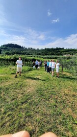 Bardolino: Wijngaard Tour met Wijn, Olijfolie & Proeverij