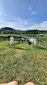 Bardolino: Vineyard Tour with Wine, Olive Oil & Food Tasting