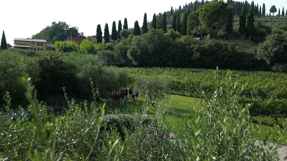 Picture 5 for Activity Bardolino: Vineyard Tour with Wine, Olive Oil & Food Tasting