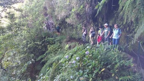 Von Caniço/Funchal: Levada Caldeirão Verde Wandertour