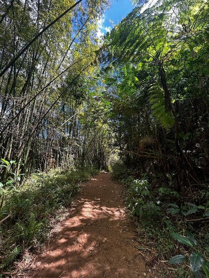 Picture 11 for Activity Fajardo: El Yunque Forest Hike, Waterfalls & Waterslide Tour