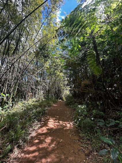 Picture 11 for Activity Fajardo: El Yunque Forest Hike, Waterfalls & Waterslide Tour