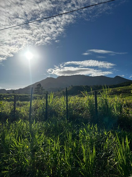 Picture 8 for Activity Fajardo: El Yunque Forest Hike, Waterfalls & Waterslide Tour