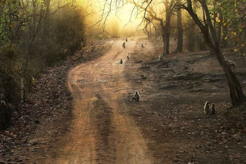 Picture 4 for Activity Pench National Park: Skin the Line Access to Jungle Safari