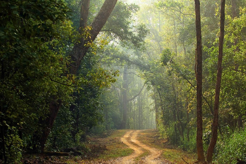 Picture 1 for Activity Pench National Park: Skip the Line Access to Jungle Safari