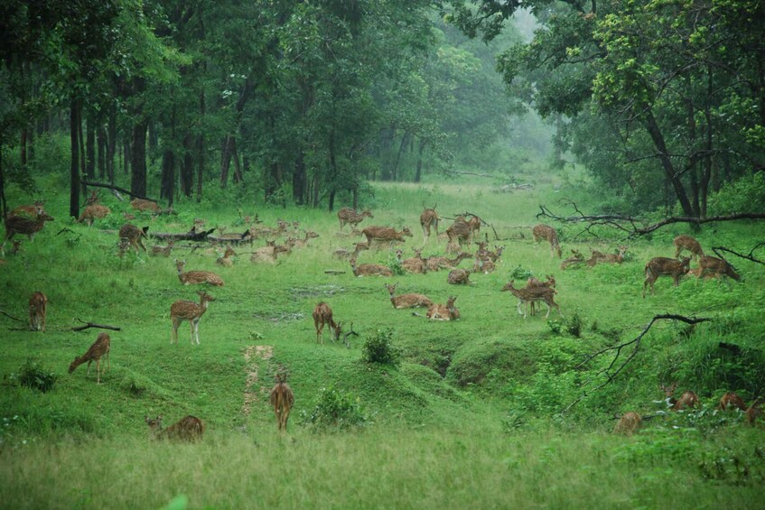 Picture 3 for Activity Pench National Park: Skin the Line Access to Jungle Safari
