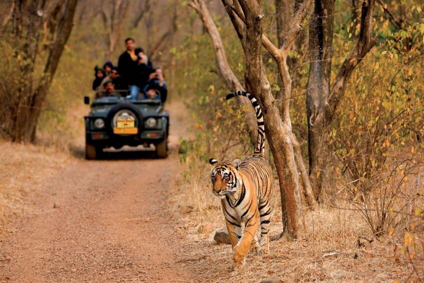 Picture 2 for Activity Pench National Park: Skip the Line Access to Jungle Safari