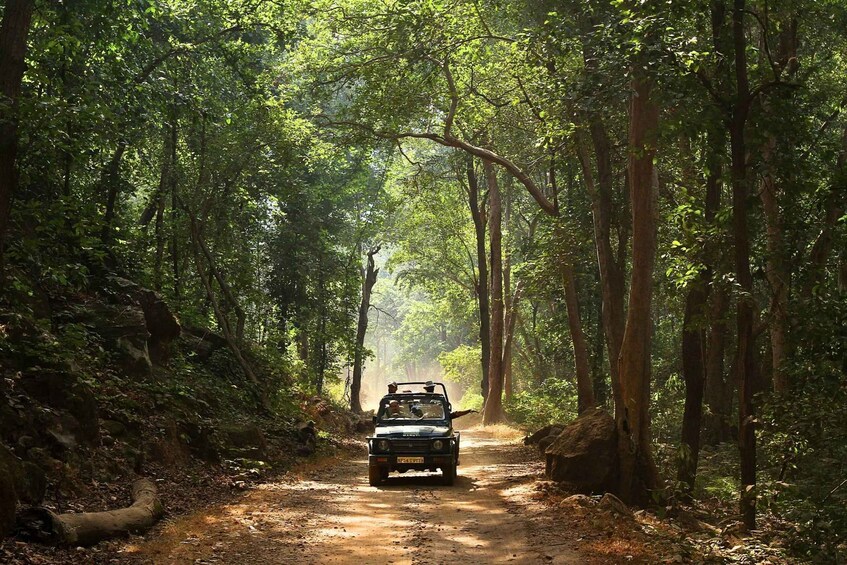 Picture 5 for Activity Pench National Park: Skip the Line Access to Jungle Safari