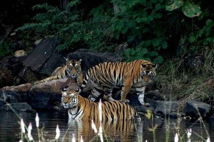 Pench nasjonalpark: Hopp over køen og få tilgang til jungelsafari