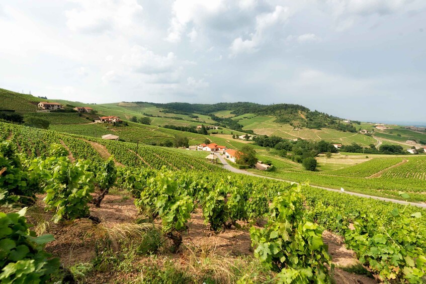 Picture 1 for Activity Beaujolais: Segway Tour with Wine Tasting