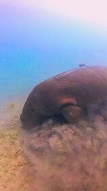 Palawan: Adventure of Dugong watching and Island Snorkelling