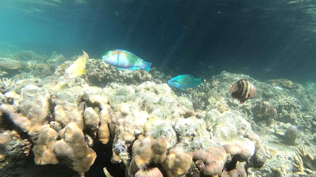 Picture 6 for Activity Palawan: Adventure of Dugong watching and Island Snorkeling