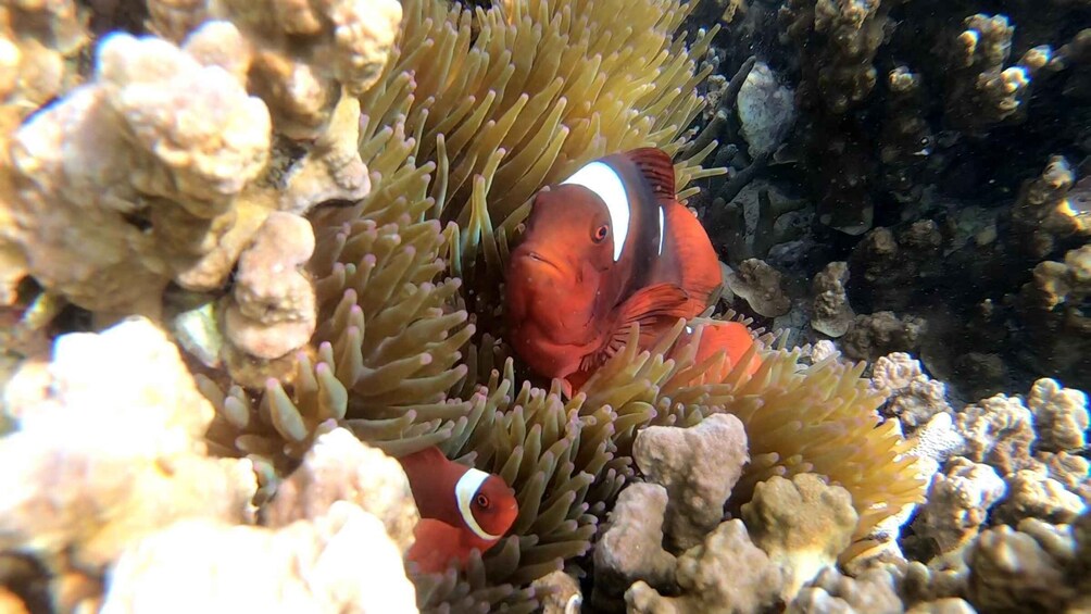 Picture 7 for Activity Palawan: Adventure of Dugong watching and Island Snorkeling