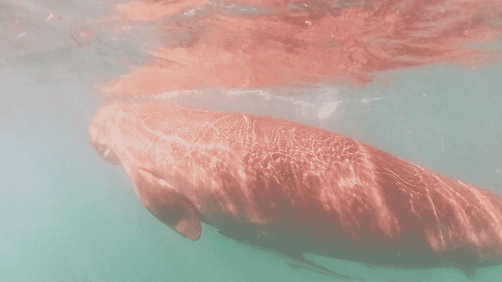 Picture 5 for Activity Palawan: Adventure of Dugong watching and Island Snorkeling