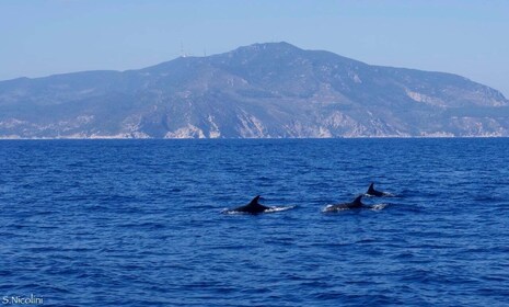 Von Porto Ercole: Schnorchelausflug zur Insel Giannutri