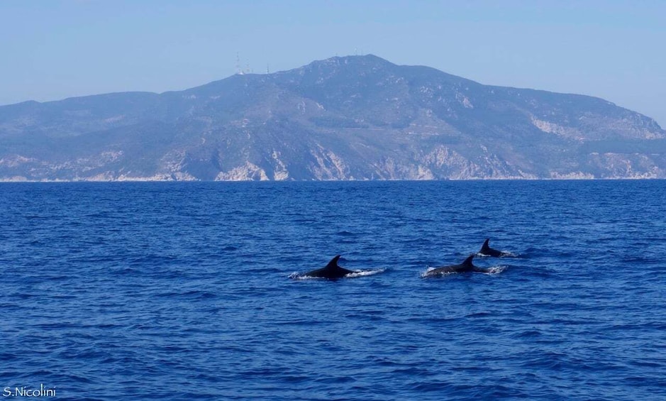 Picture 1 for Activity From Porto Ercole: Giannutri Island Snorkeling Boat Trip