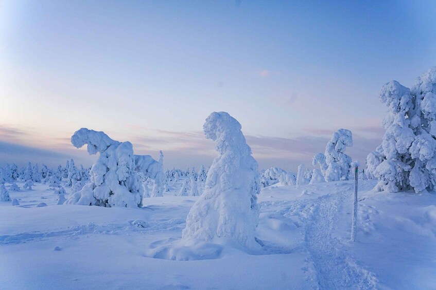 Picture 5 for Activity Rovaniemi: Riisitunturi National Park Day Trip with Lunch