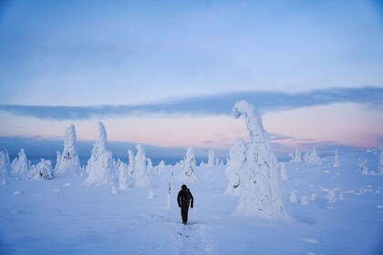 Rovaniemi : excursion d'une journée dans le parc national de Riisitunturi a...