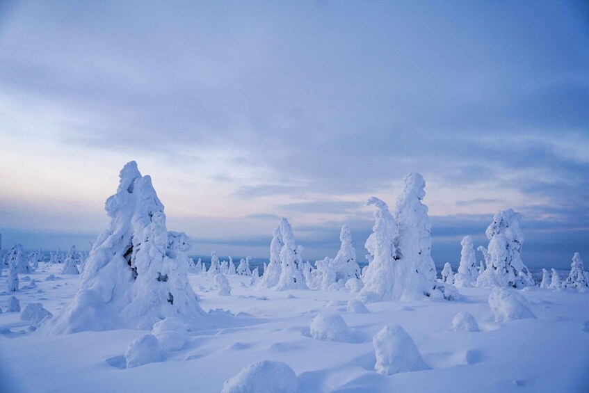 Picture 4 for Activity Rovaniemi: Riisitunturi National Park Day Trip with Lunch