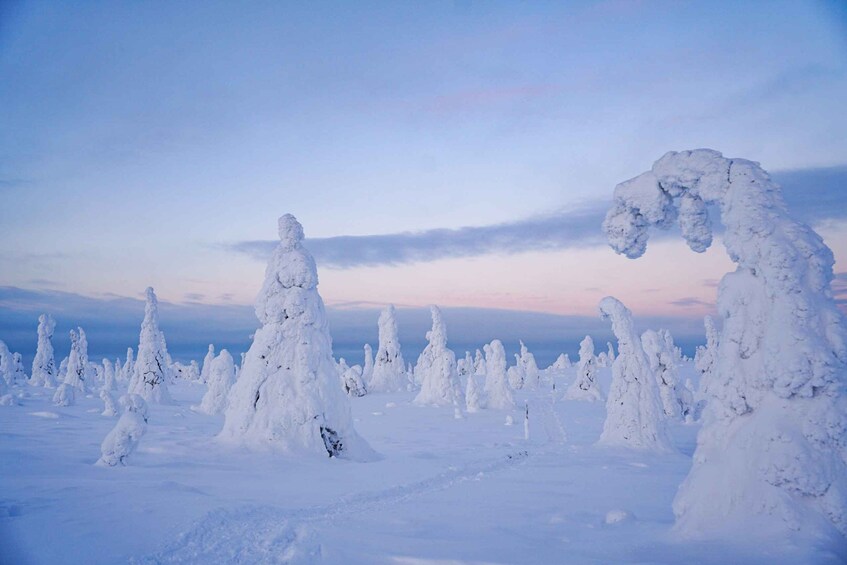 Picture 7 for Activity Rovaniemi: Riisitunturi National Park Day Trip with Lunch