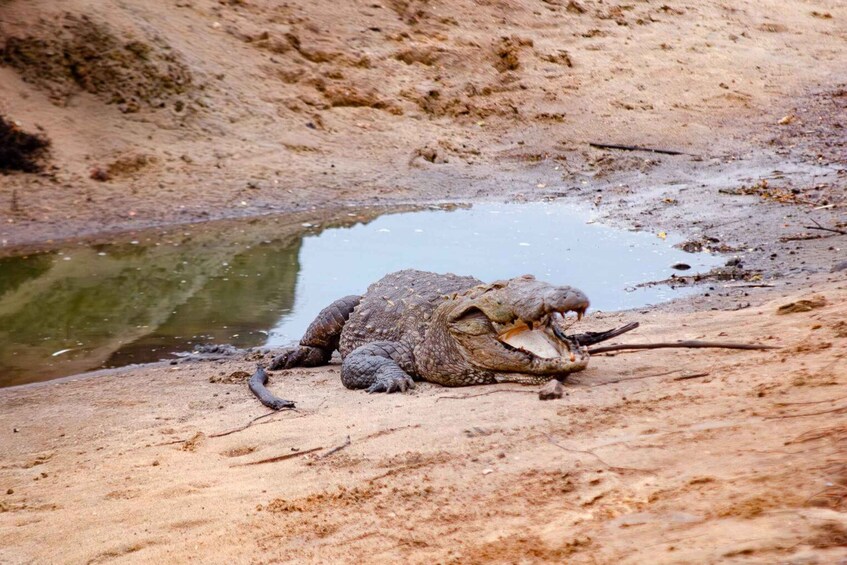 Picture 4 for Activity Yala National Park Wildlife safari from Hambantota