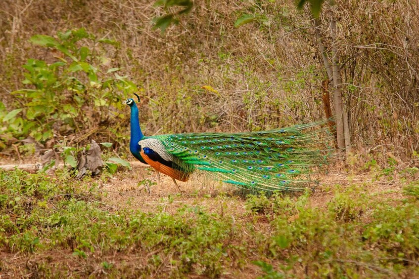 Picture 1 for Activity Yala National Park Wildlife safari from Hambantota