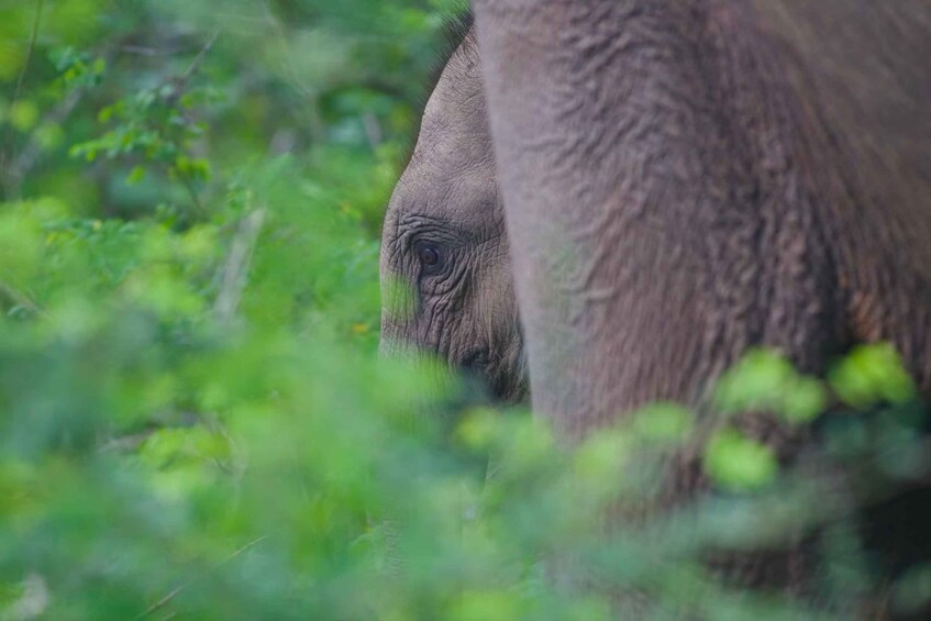 Picture 8 for Activity Yala National Park Wildlife safari from Hambantota